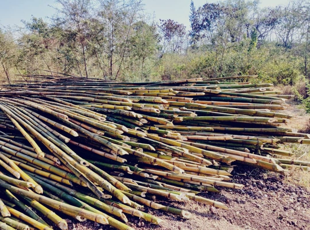 Modjo Bamboo - production